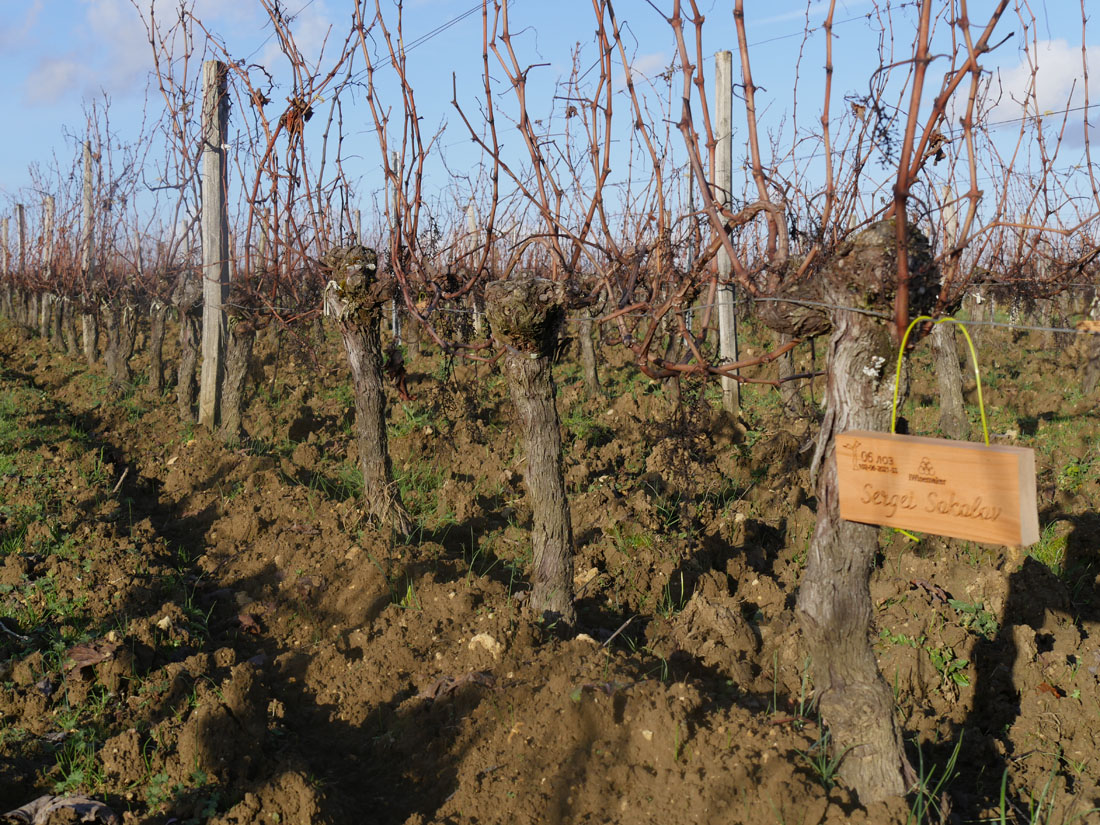 Виноградник на урожай